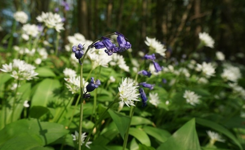 Image - Bluebells and wild garlic in flower 